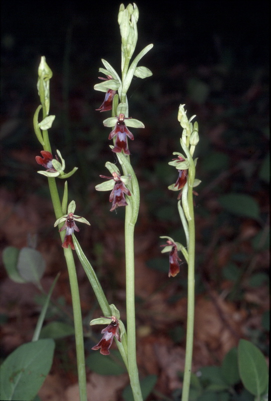 Orchidee in una villa vicino a Piediluco (Terni)